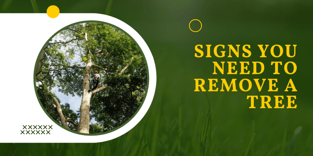 Signs You Need to Remove a Tree: How to Know It’s Time